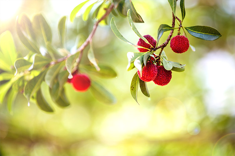 日祷记‖代祷:神啊,求你复兴中国的教会成为宣教的大国(2017-6-4)